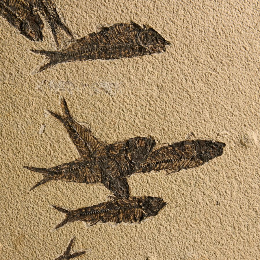 Natural History - Huge Knightia Fossil Fish Display