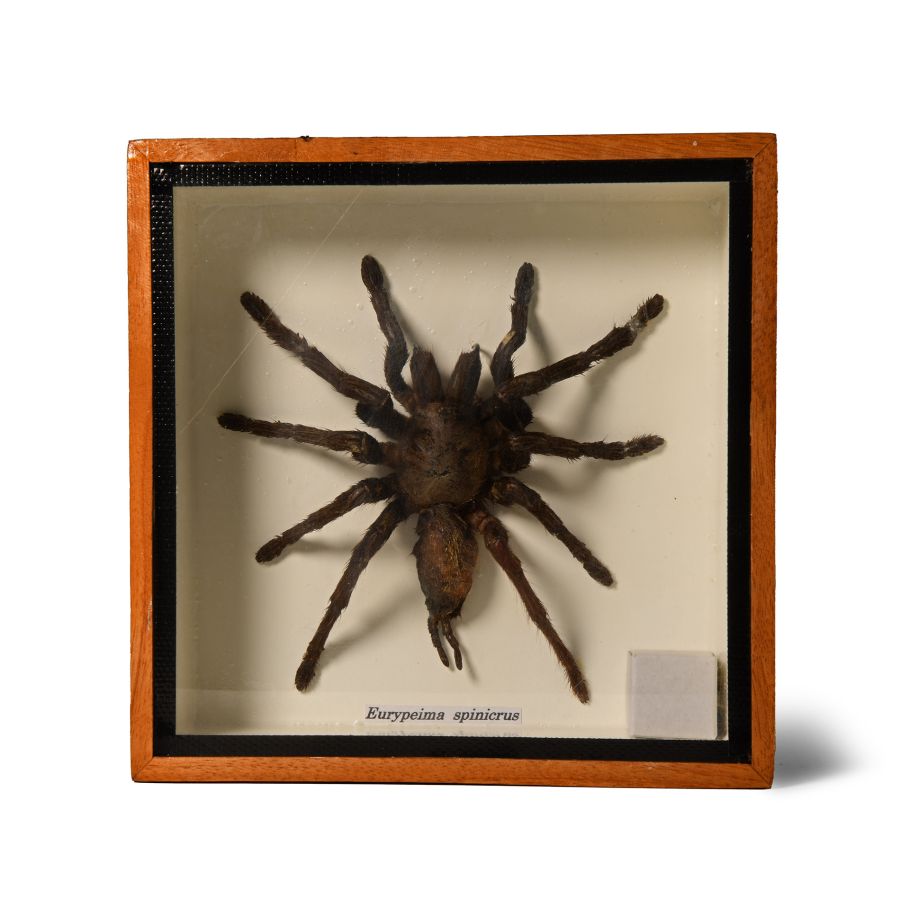 Natural History - Framed Spinicrus Tarantula