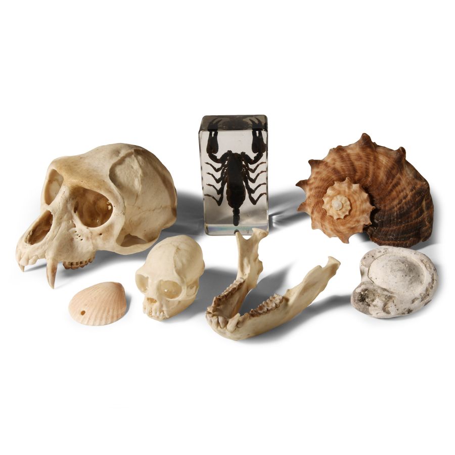 Natural History - A Collection of Natural History Items