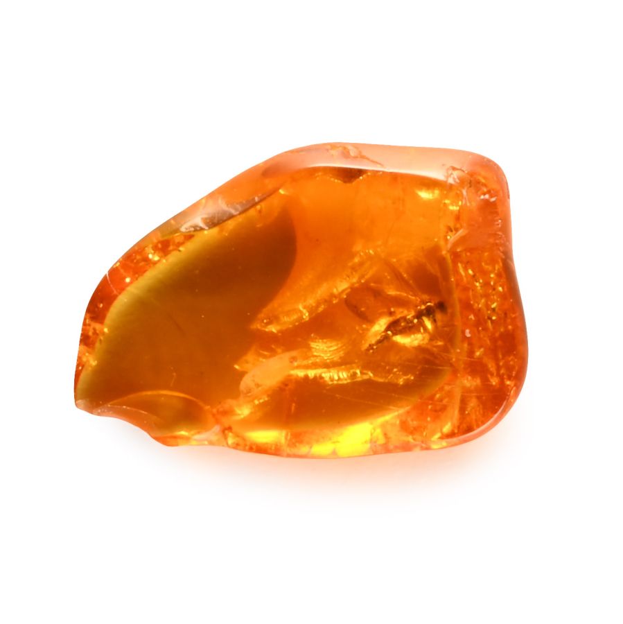 Natural History - Insect in Polished Baltic Amber