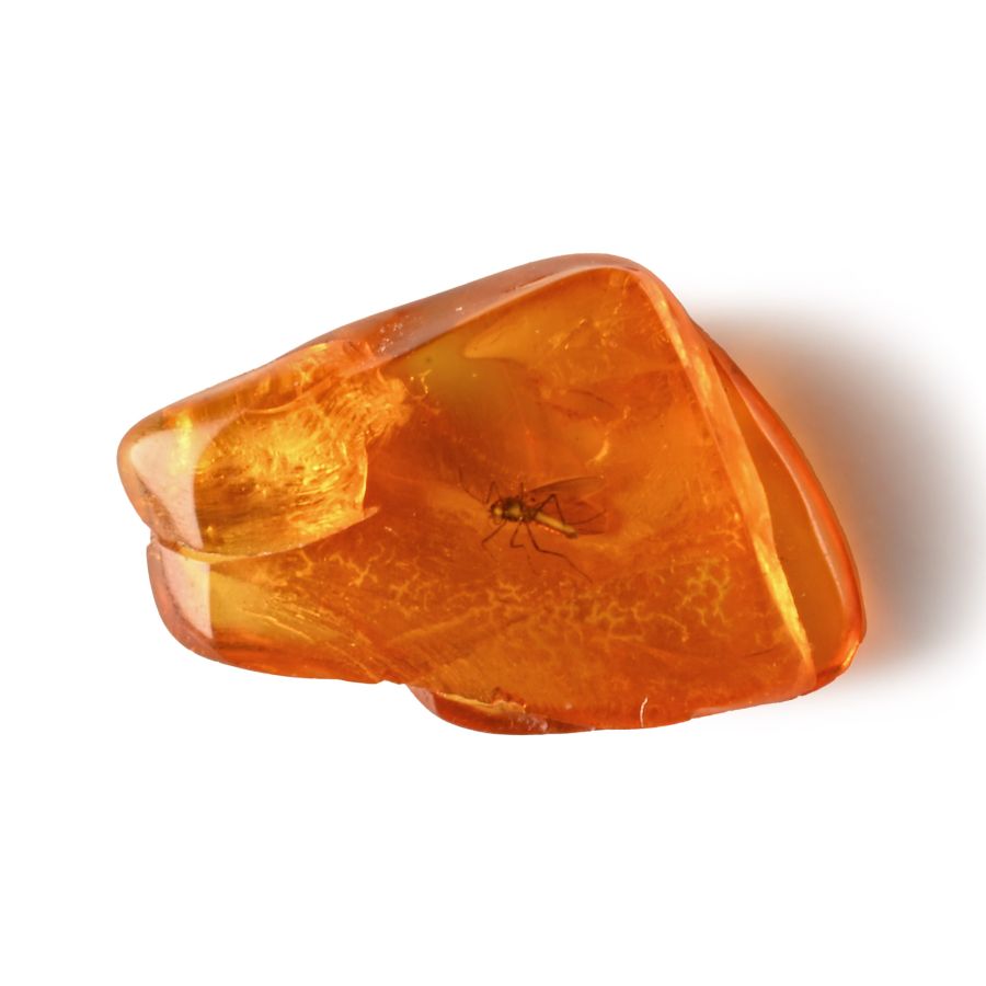Natural History - Insect in Polished Baltic Amber