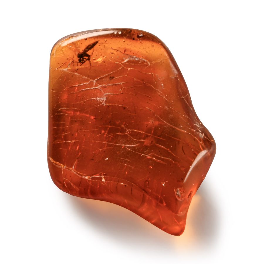 Natural History - Insect in Polished Baltic Amber