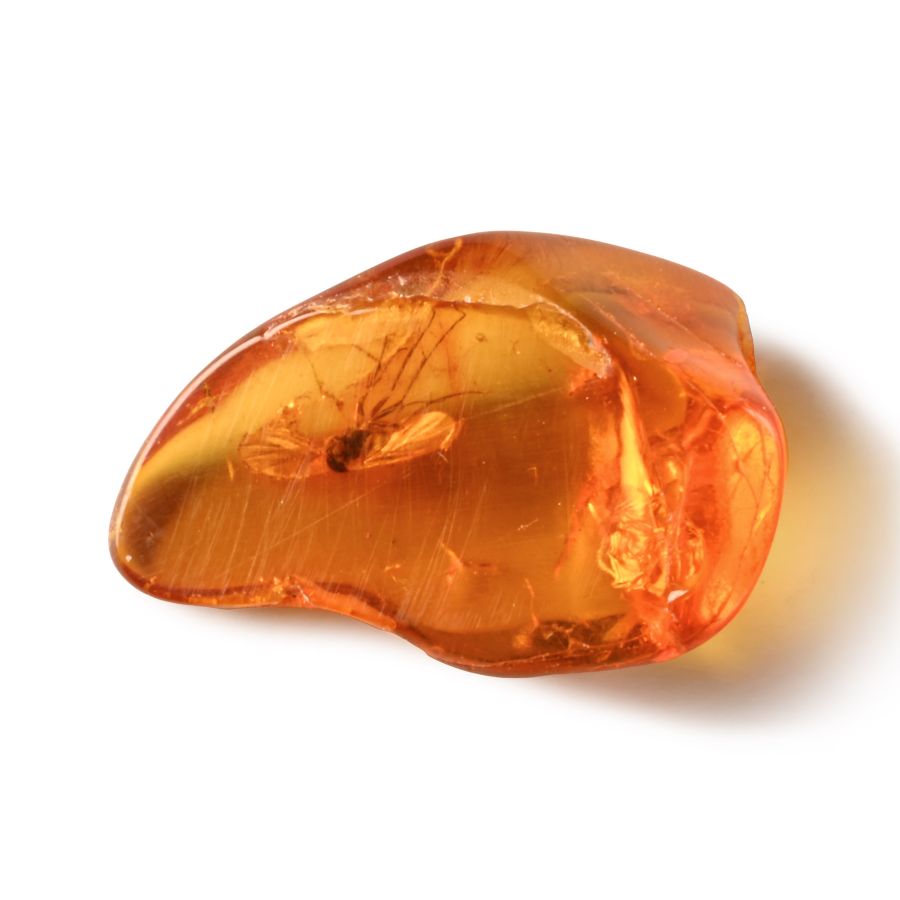 Natural History - Insect in Polished Baltic Amber