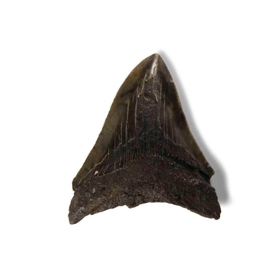 Natural History - Megalodon Giant Shark Fossil Tooth