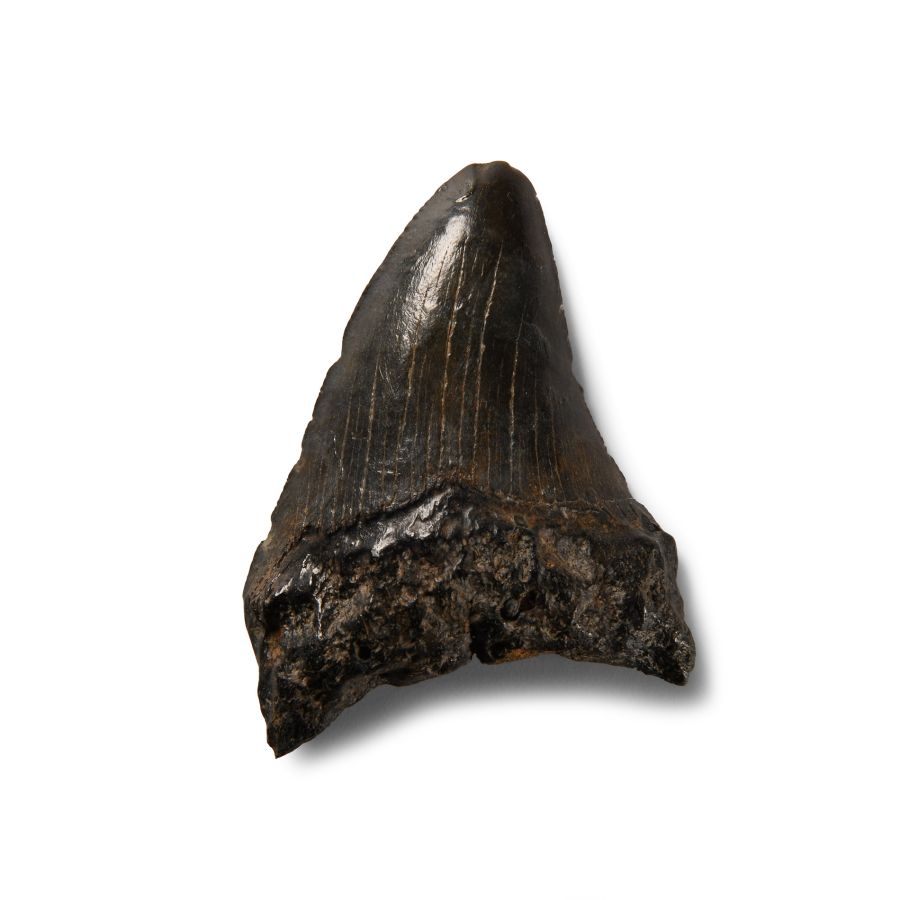 Natural History - Megalodon Giant Shark Fossil Tooth