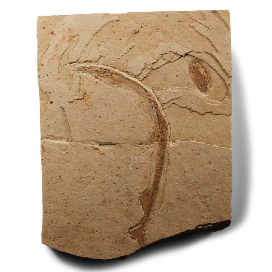 Natural History - Fossil Eel in Matrix