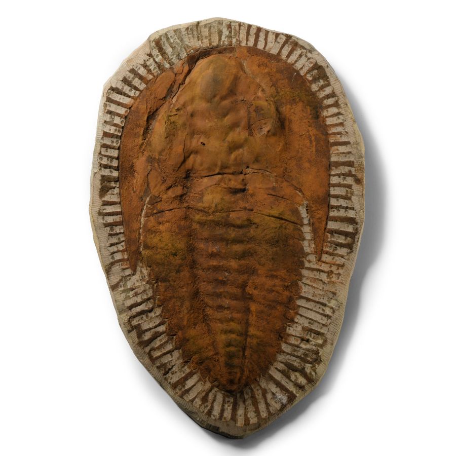 Natural History - Cambropallas Telesto Fossil Trilobite