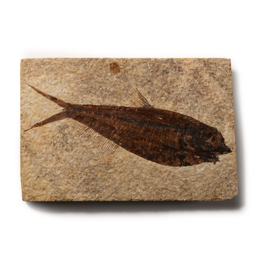Natural History - Fossil Diplomystus Fish