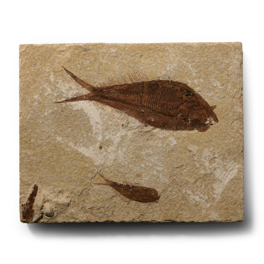 Natural History - Knightia Fossil Fish