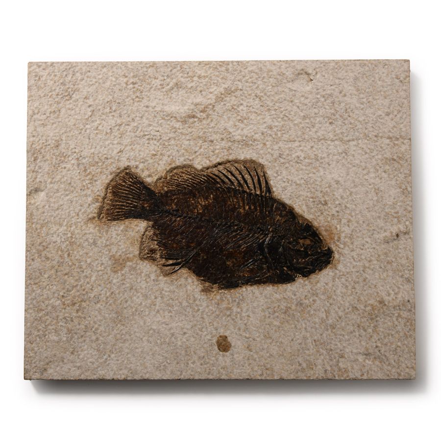 Natural History - Priscacara Fossil Fish