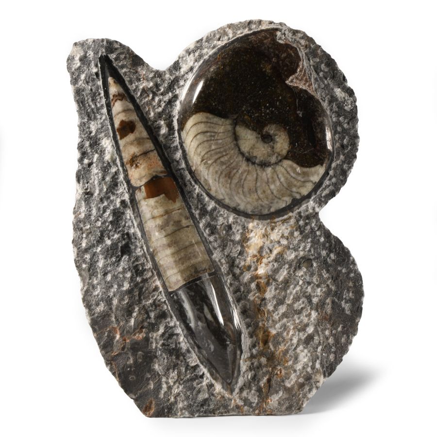 Natural History - Polished Fossil Goniatite and Orthoceras Stand