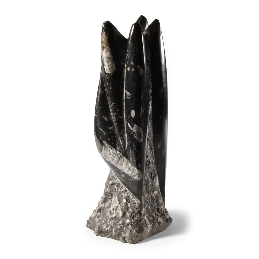 Natural History - Polished Fossil Orthoceras Column