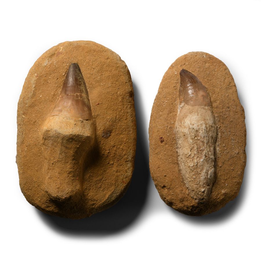Natural History - Fossil Mosasaur Tooth Pair