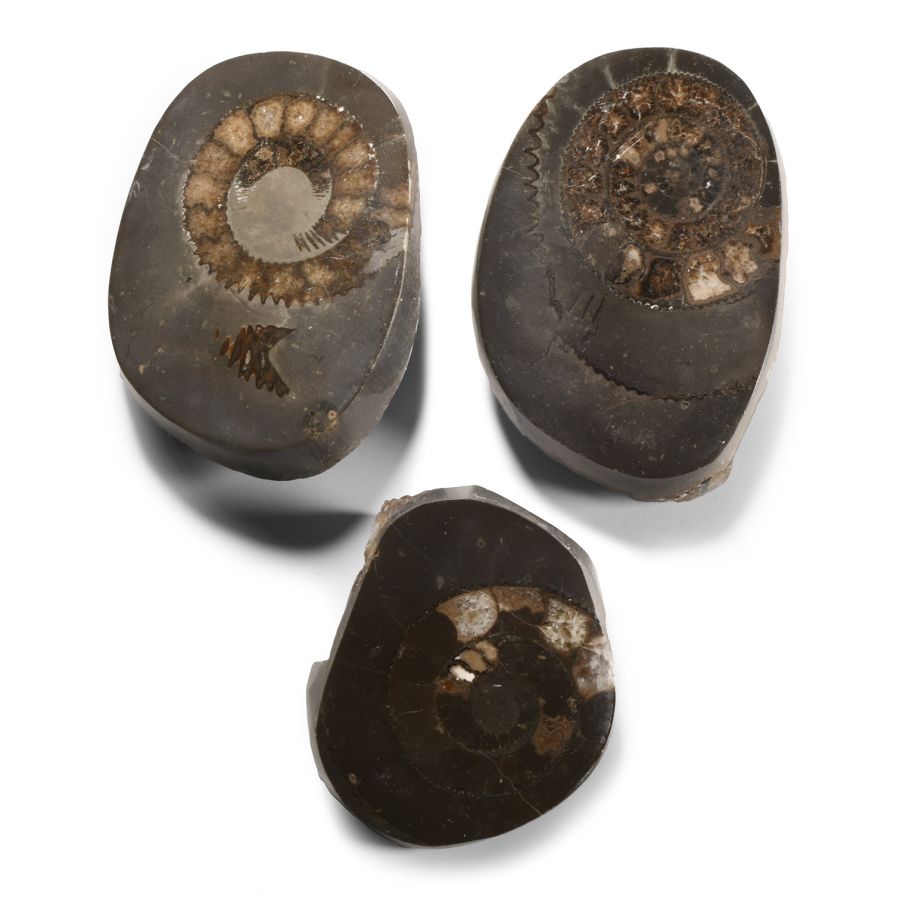 Natural History - Fossil Ammonite Group