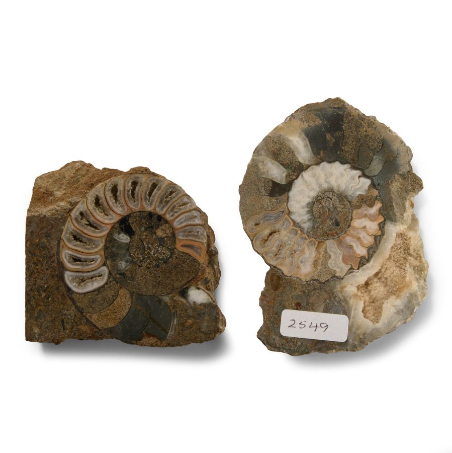 Natural History - Scunthorpe Fossil Ammonite Group
