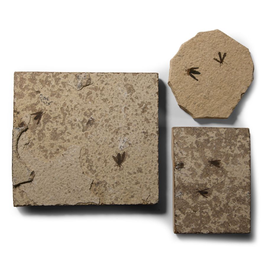 Natural History - Fossil March Fly Group