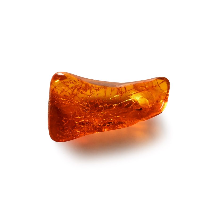 Natural History - Fly in Baltic Amber