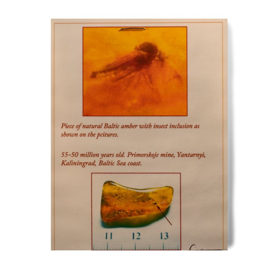 Natural History - Fly in Baltic Amber