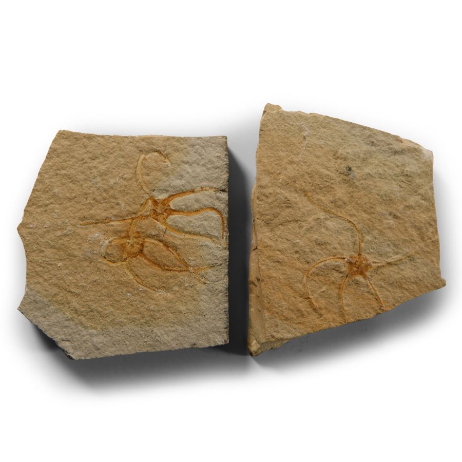 Natural History - Fossil Sinosura Starfish Group