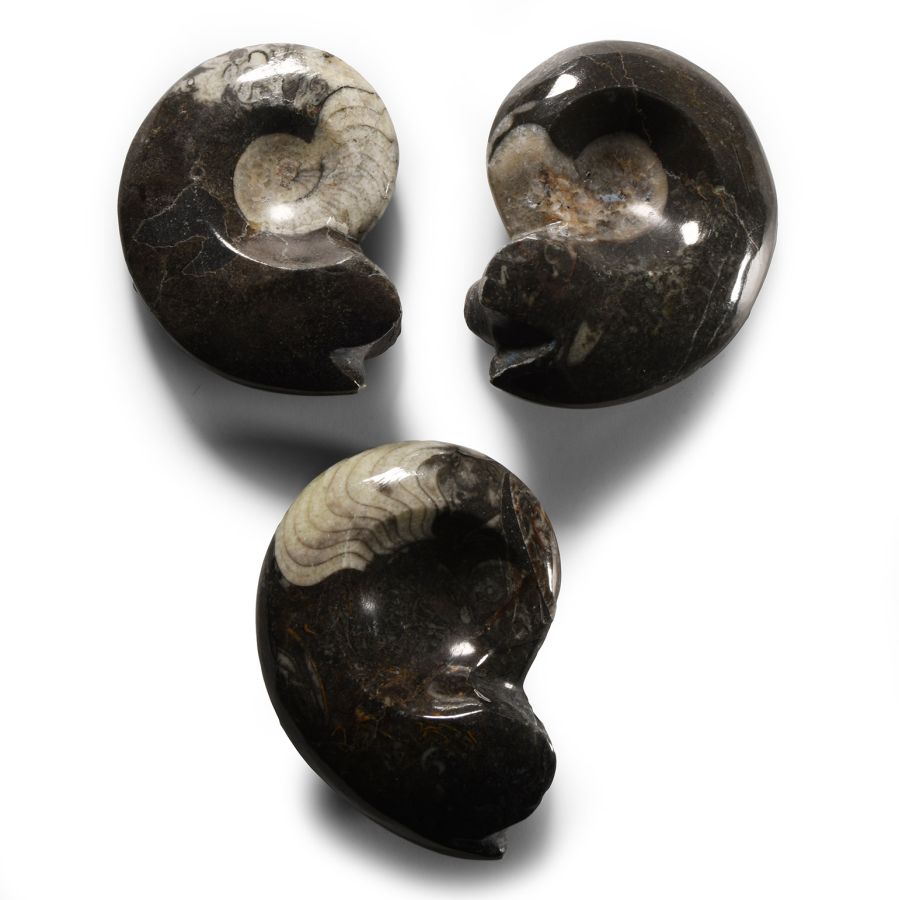 Natural History - Polished Fossil Goniatite Group