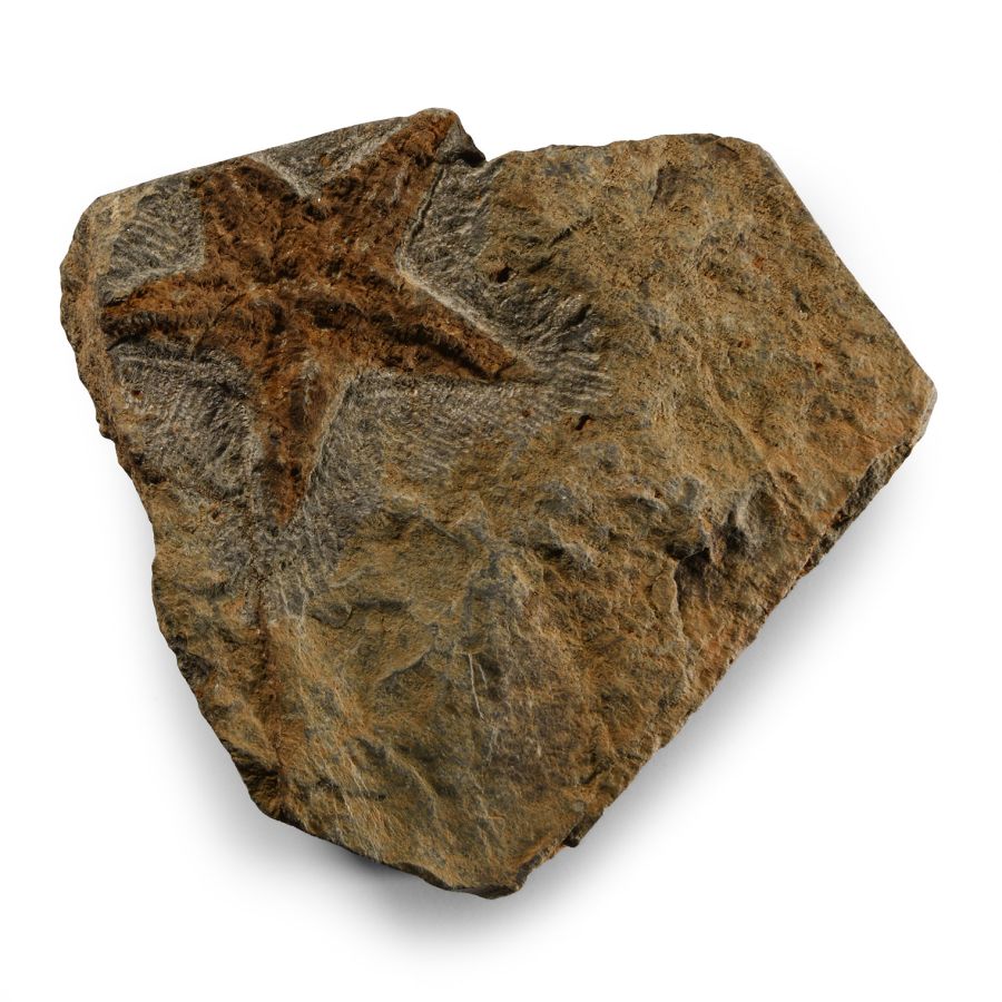 Natural History - Petraster Fossil Starfish