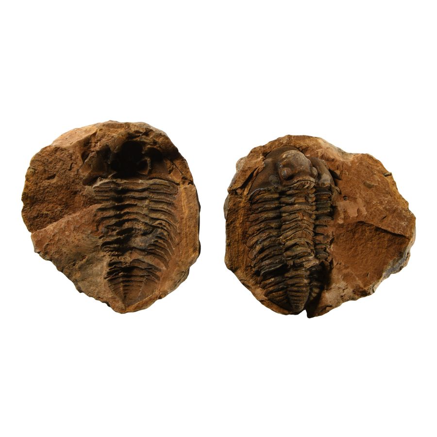 Natural History - Flexicalymene Fossil Trilobite Nodule