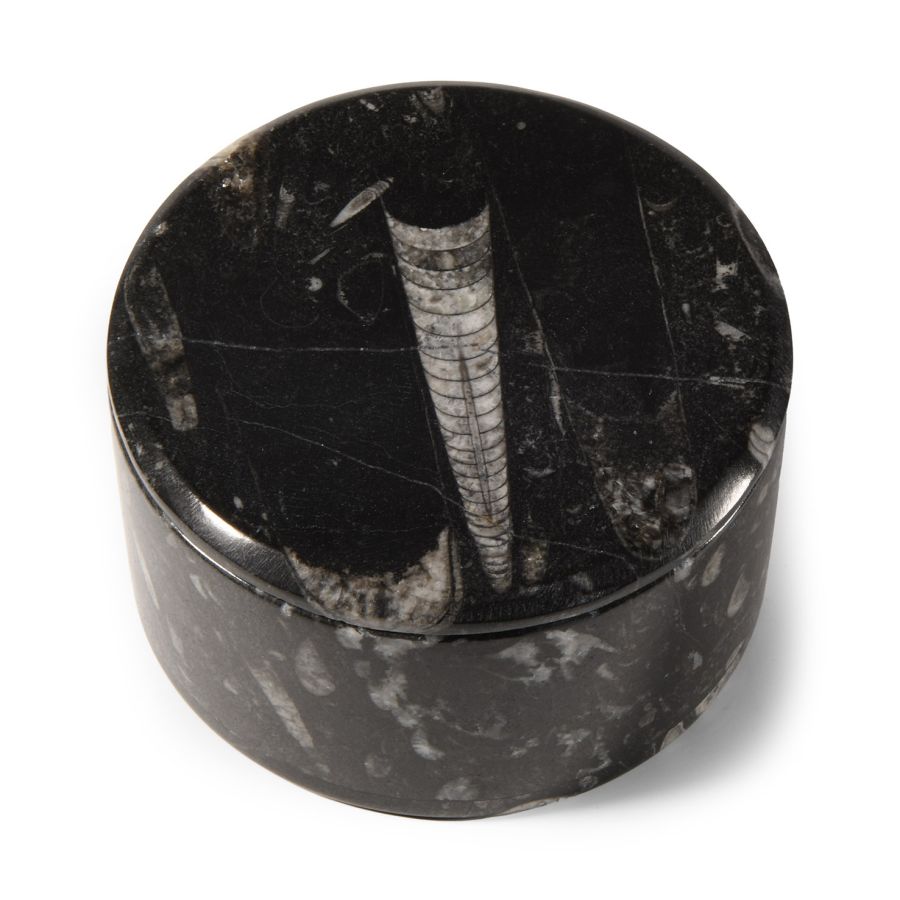 Natural History - Polished Fossil Orthoceras Jewellery Box