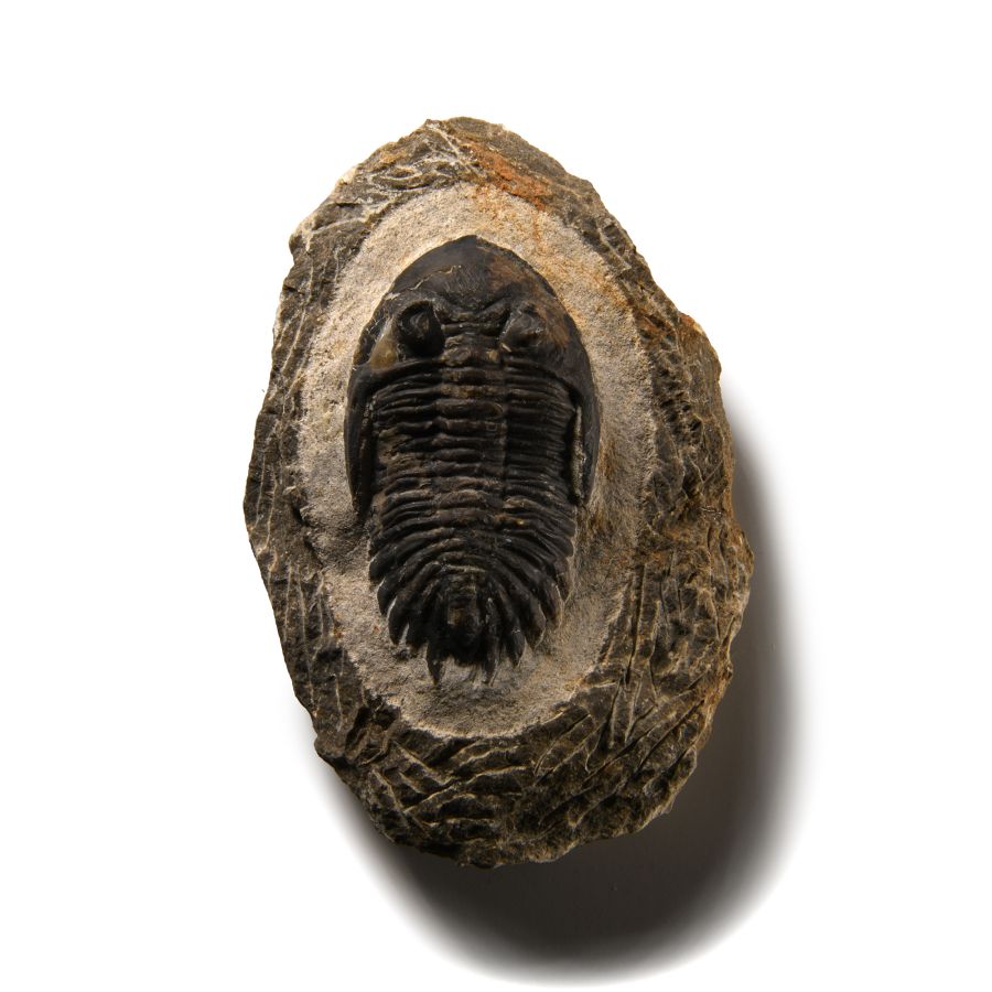 Natural History - Fossil Cornuproetus Trilobite