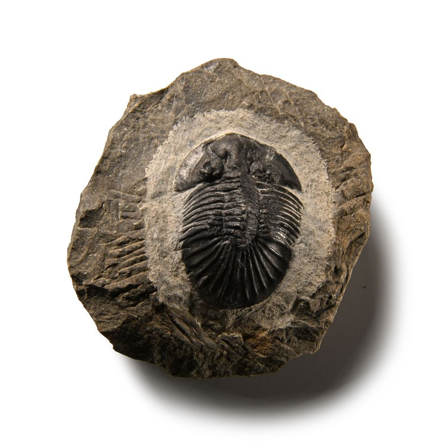 Natural History - Fossil Scutellum Trilobite