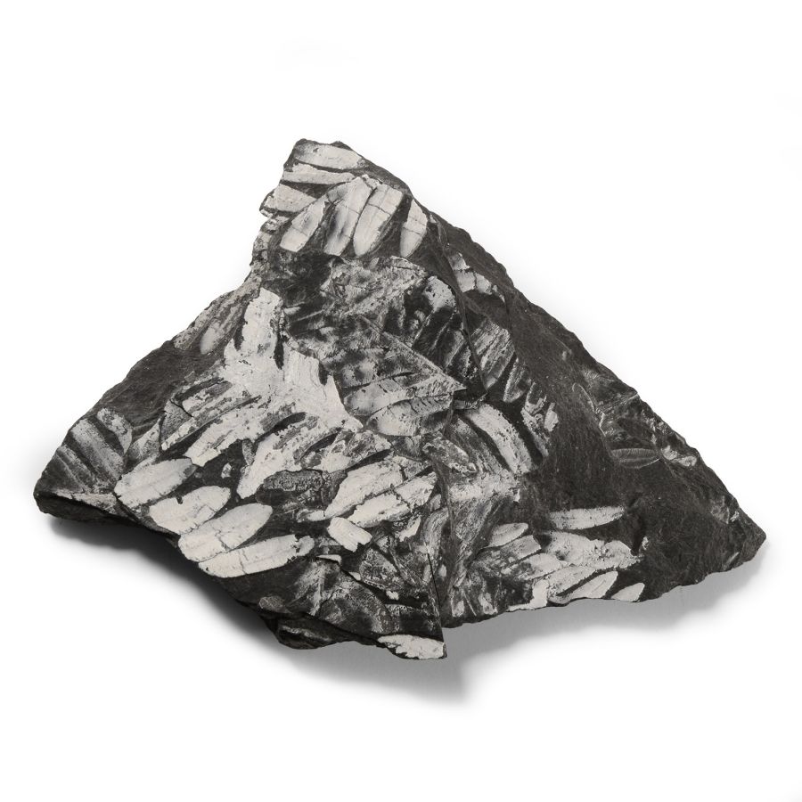 Natural History - Fossil Seed Fern Plate