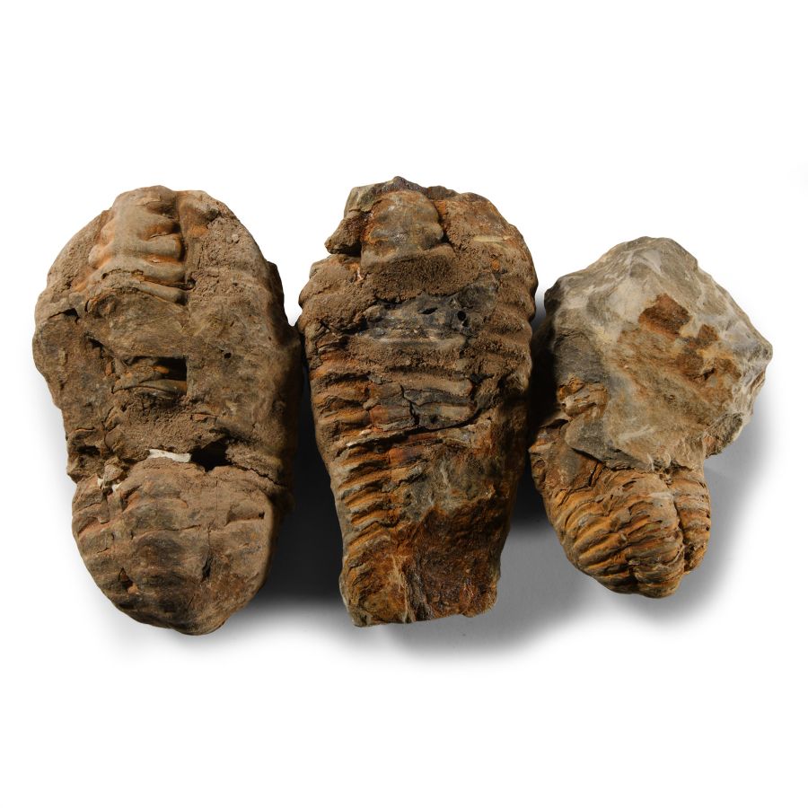Natural History - Flexicalymene Fossil Trilobite Group