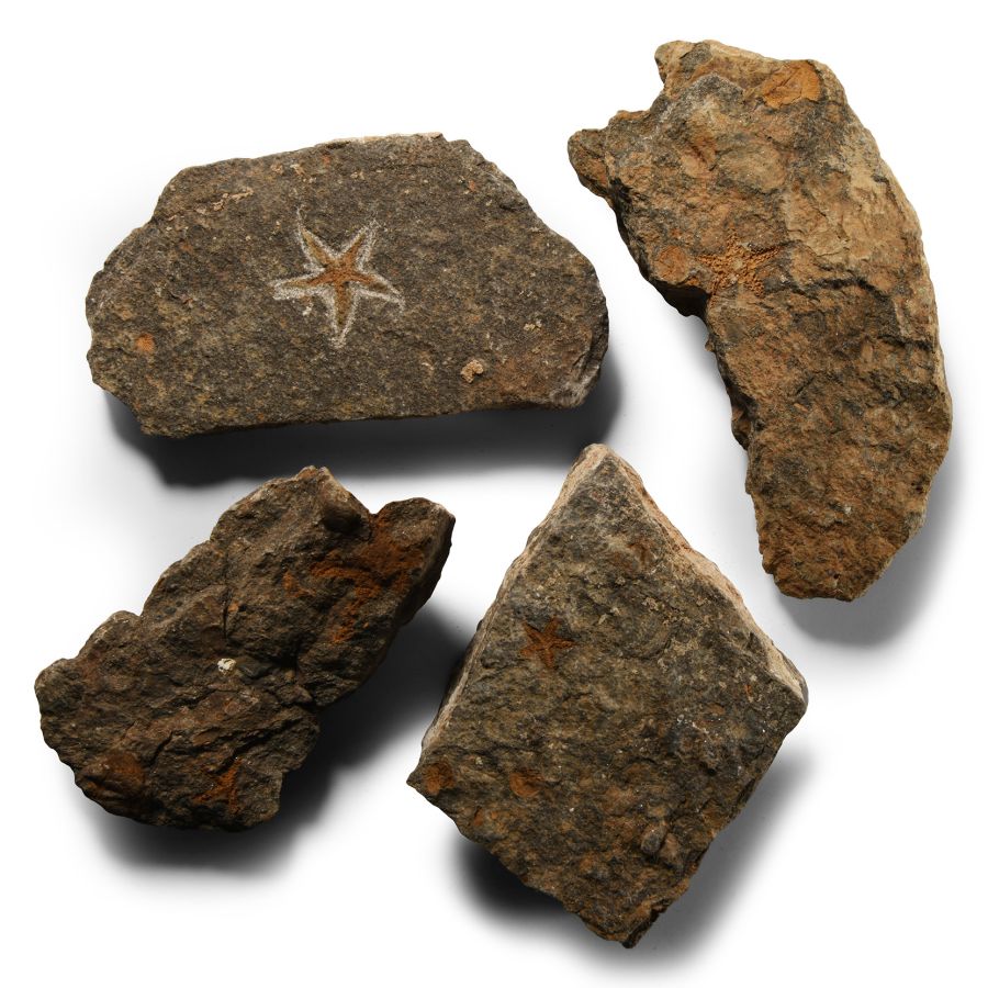 Natural History - Fossil Starfish Group