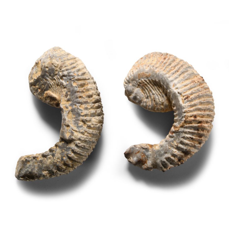 Natural History - Fossil Rastellum Bivalve Group