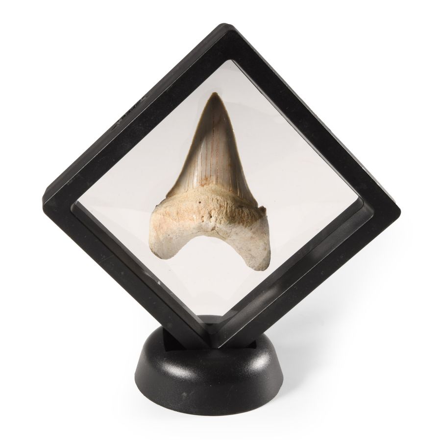 Natural History - Otodus Shark Fossil Tooth in Display Frame