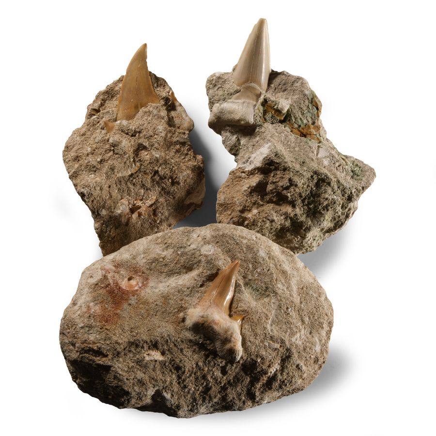 Natural History - Fossil Otodus Shark Teeth