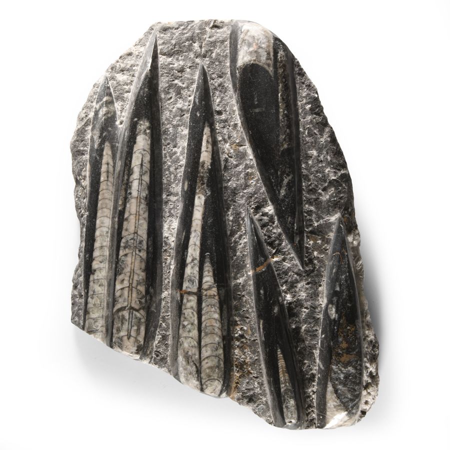 Natural History - Polished Orthoceras Fossil Column