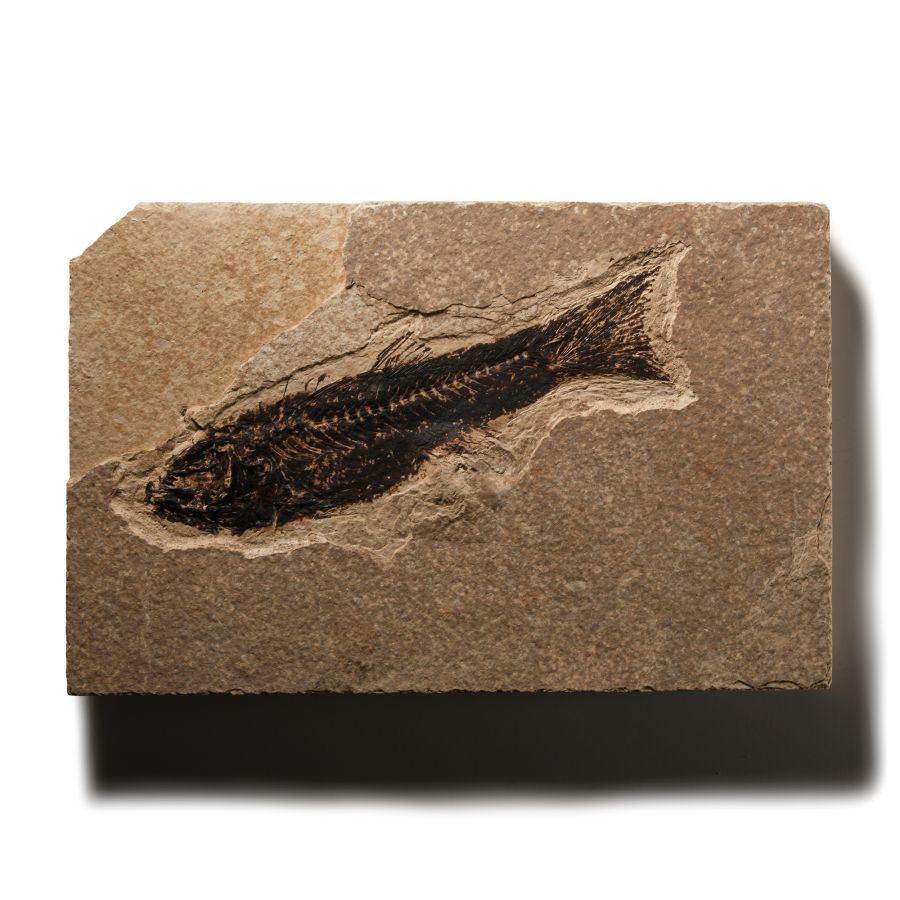 Natural History - Knightia Fossil Fish