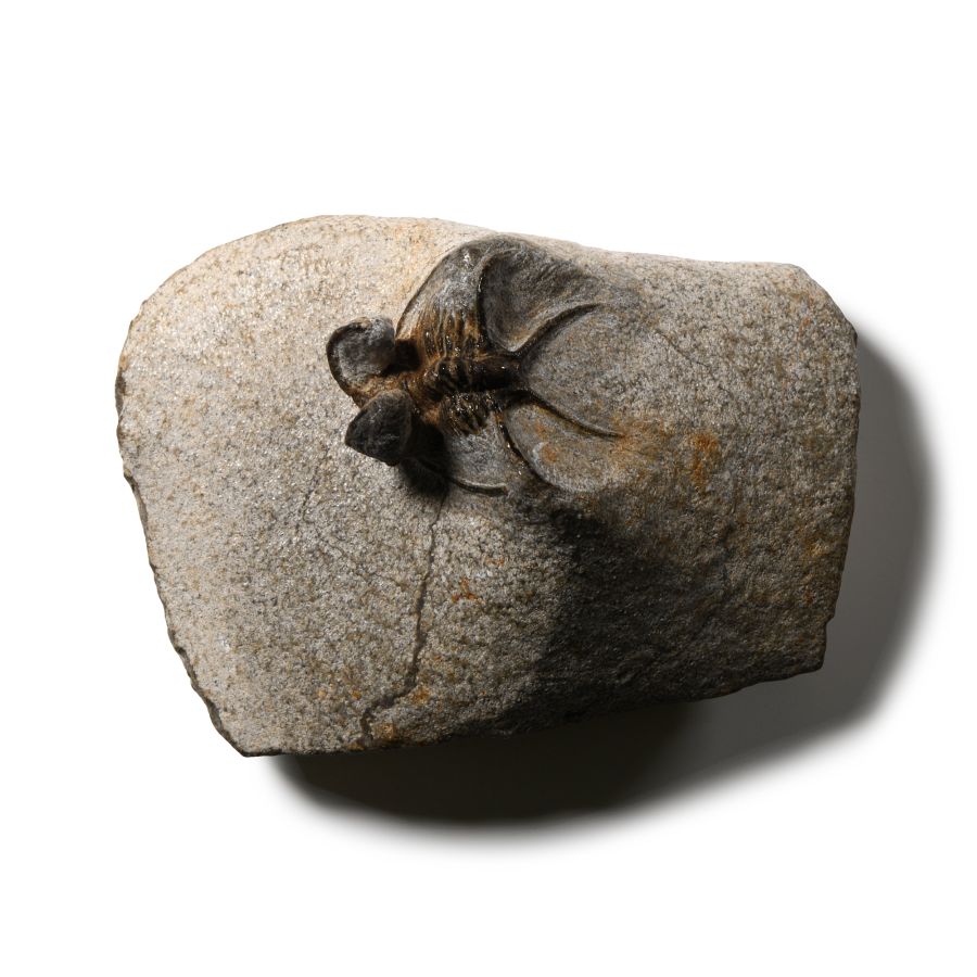 Natural History - Fossil Dicranurus Monstrosus Trilobite