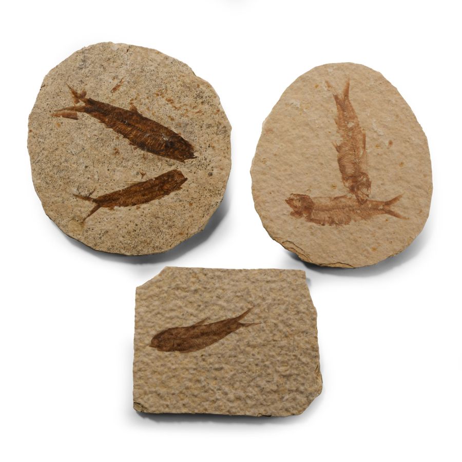 Natural History - Knightia Fossil Fish Group
