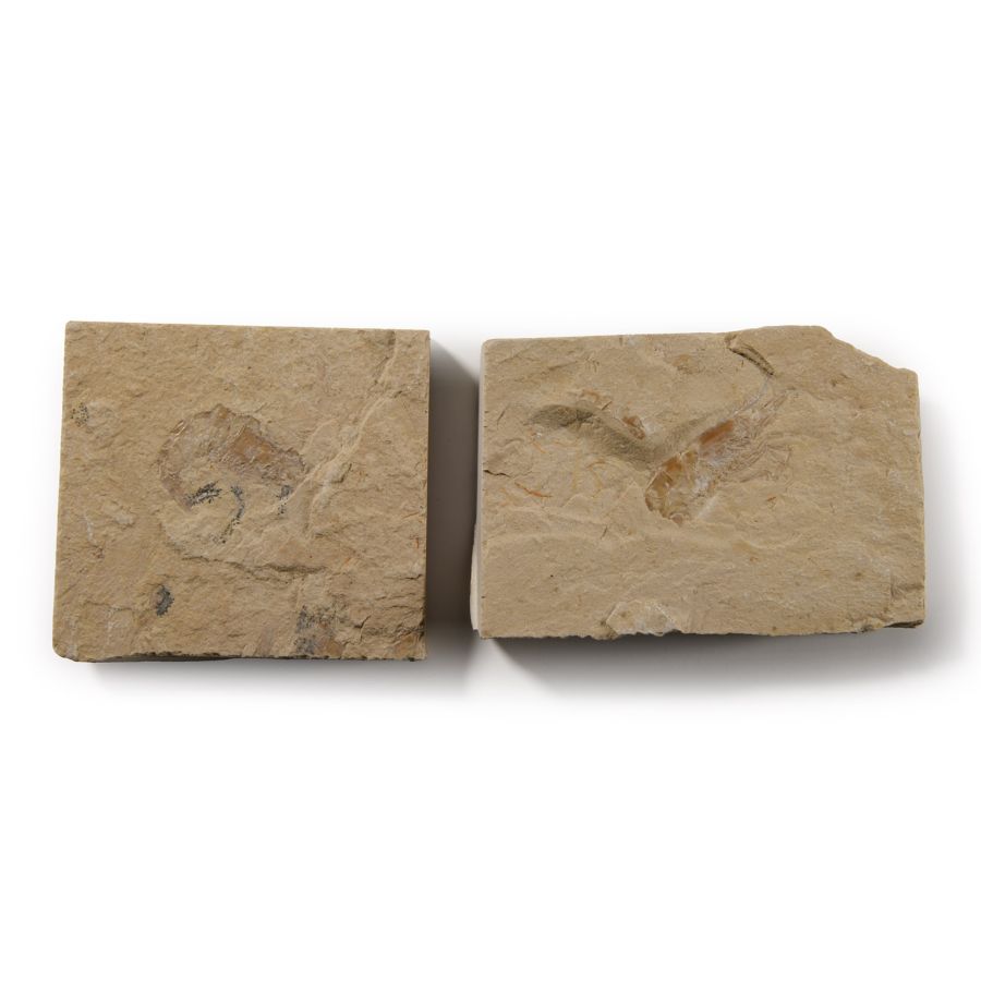 Natural History - Fossil Shrimp Group