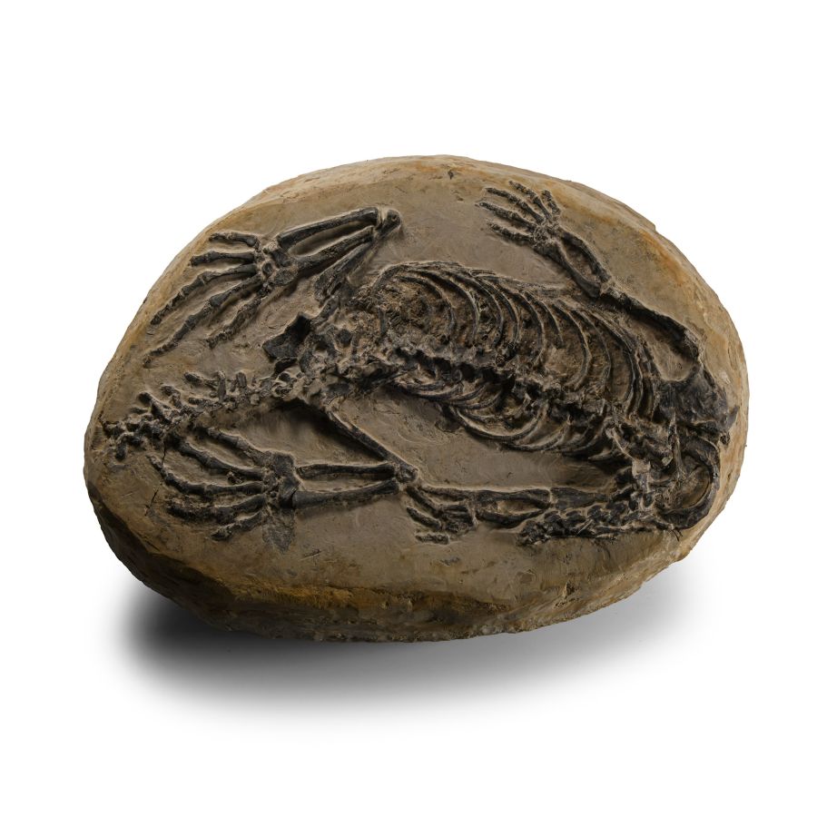 Natural History - Fossil Claudiosaurus Skeleton