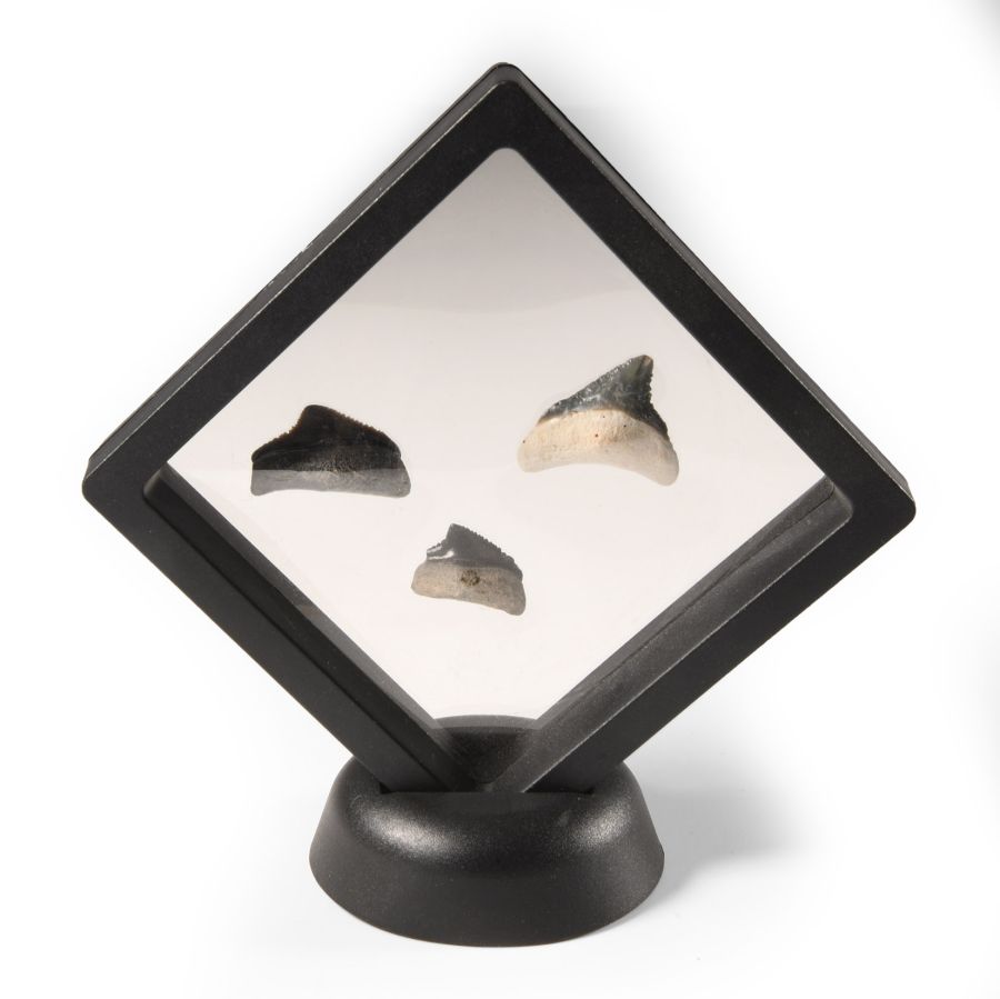 Natural History - Juvenile Megalodon Giant Shark Fossil Tooth Group