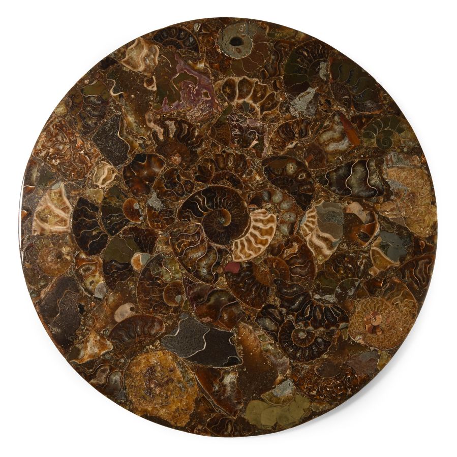 Natural History - Polished Fossil Ammonite Plate
