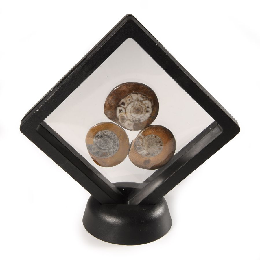 Natural History - Polished Fossil Goniatite Group