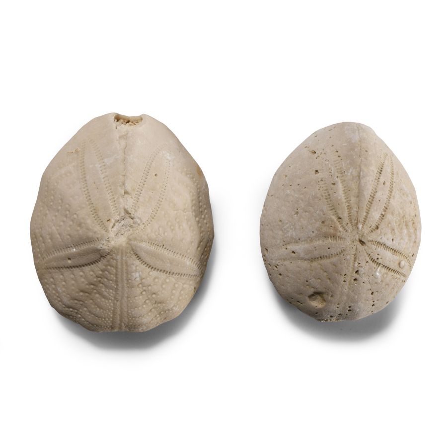 Natural History - Fossil Sea Urchin Pair