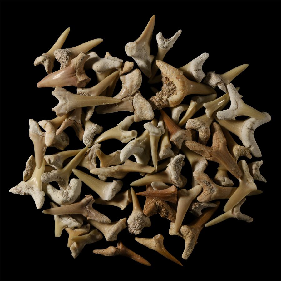 Natural History - Fossil Sand Shark Tooth Collection