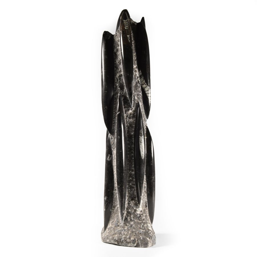 Natural History - Polished Fossil Orthoceras Column