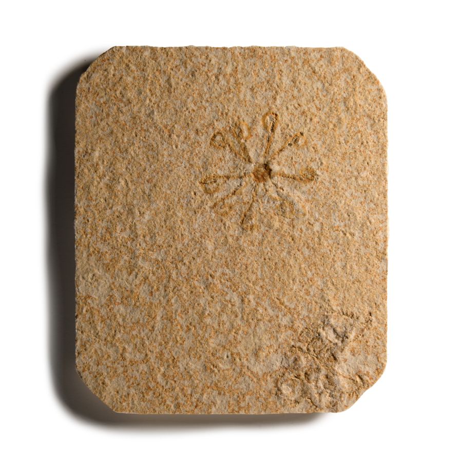 Natural History - Fossil Sinosura Brittlestar