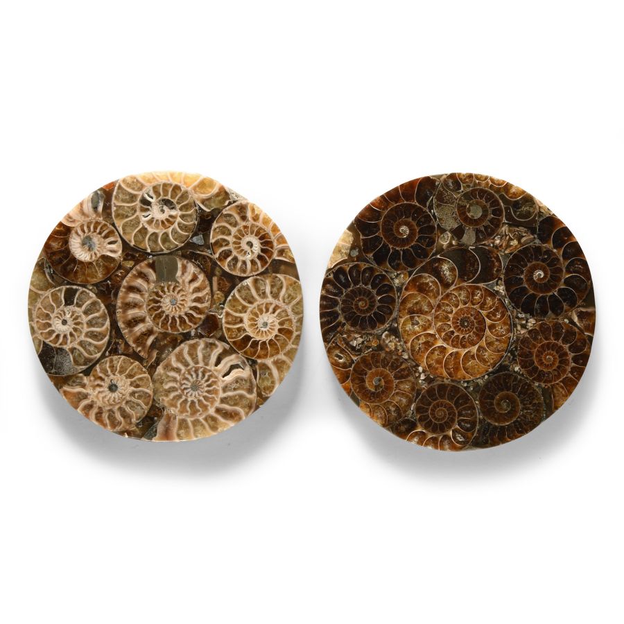 Natural History - Polished Fossil Ammonite Plate Pair