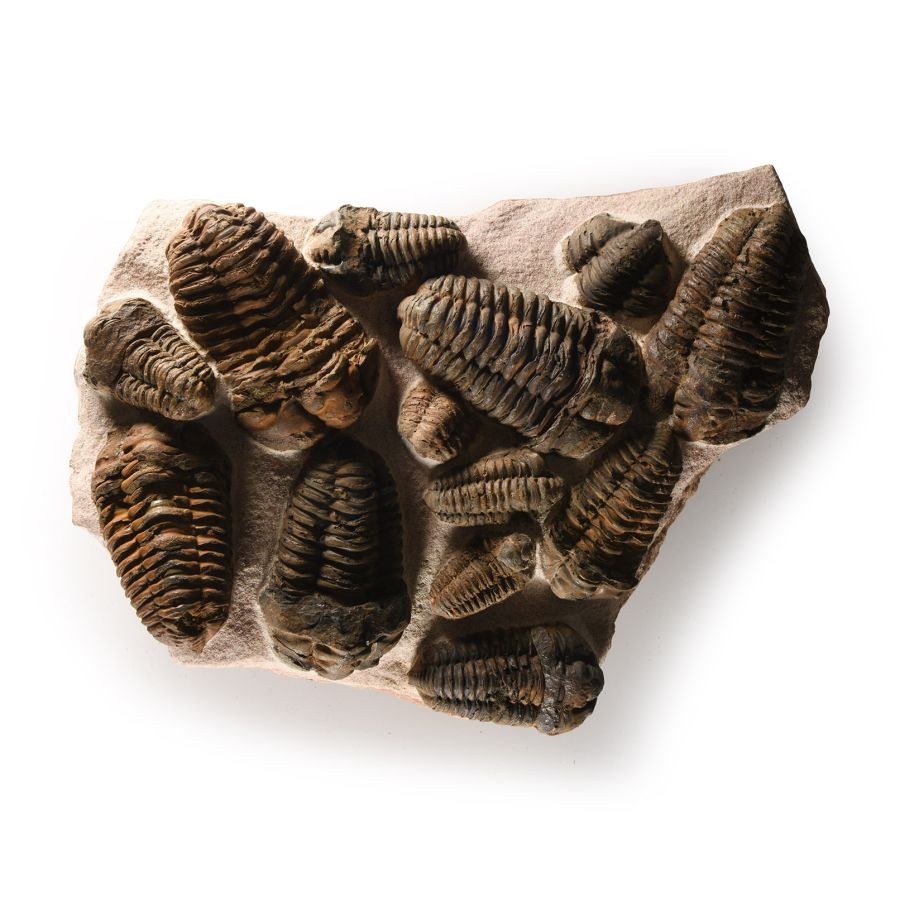 Natural History - Large Flexicalymene Fossil Trilobite Cluster